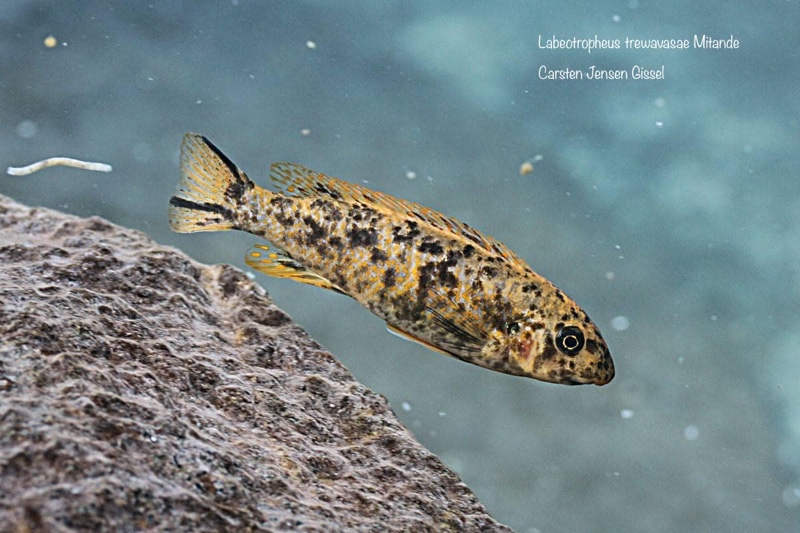 Labeotropheus trewavasae 'Mitande Reef (Rocks)'